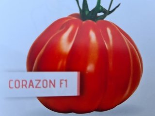 Tomate Corazon Pot de 10cm